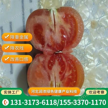 新鲜西红柿 降重金属番茄 生吃沙瓤柿子 改善口感 当天现摘发货