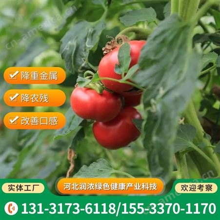 绿绚风西红柿 追施有机水肥 改善口感 降重金属农残 快速发货